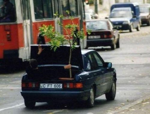 autozoo_4.jpg